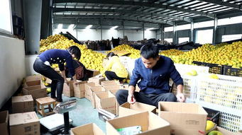 全媒体助农浙江行 农产品搭上互联网快车 让胡柚飘香全国
