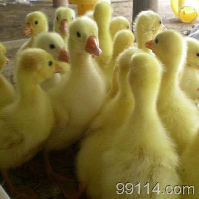 菏泽鹅苗养殖技术 肉鹅 找产品 保定电子商务门户网站 保定114网 电子商务 保定企业门户网站 保定网站建设 企业用网政府指定单位 帮助所有企业做成网上的b2b生意