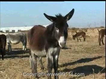 肉牛养殖 山东济宁肉牛养殖示范区 山东嘉祥县肉驴养殖场 驴 找产品 菏泽114电子商务平台,菏泽网站建设,菏泽网站推广,电子商务解决应用方案 帮助所有企业做成网上的B2B生意